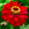 Red Zinnia paint by number