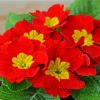 Red Primrose paint by number