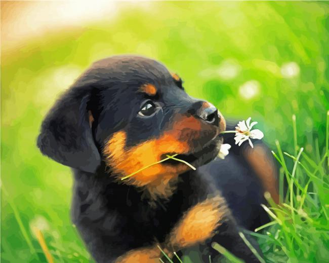 Rottweiler Dog Puppy paint by number