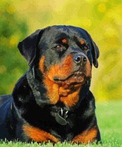 Rottweiler Dog paint by number
