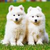 Samoyed Puppies paint by number