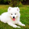 Samoyed Puppy paint by number