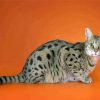 Adorable Savannah Cat Animal paint by numbers