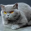 Scottish Fold Cat paint by number
