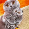 Scottish Fold Cats paint by number