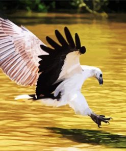 Sea Eagle Bird Accipitriformes paint by number