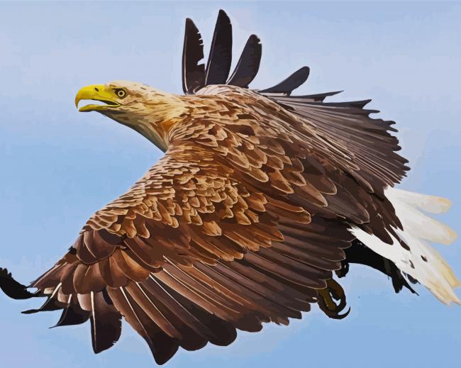 Sea Eagle Bird Flying paint by number