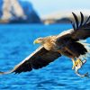 Sea Eagle Bird paint by number