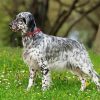 Setter Dog paint by number