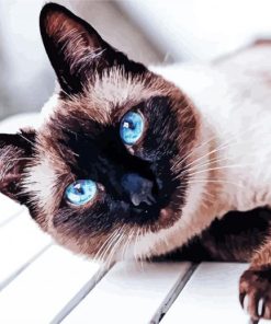 Siamese Cat Pet paint by number