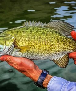Smallmouth paint by number