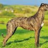 The Lurcher Dog paint by numbers