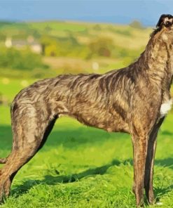The Lurcher Dog paint by numbers