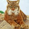 The Lynx Cat paint by numbers