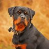 The Rottweiler Dog paint by number