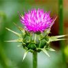 Thistle Plant paint by number