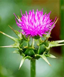 Thistle Plant paint by number