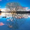 Tree Reflection On Lake paint by number