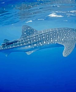 Whale Shark Fish paint by numbers