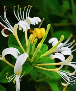 White Blooming Honeysuckle paint by number