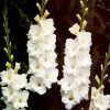 White Gladiola Flowers paint by numbers