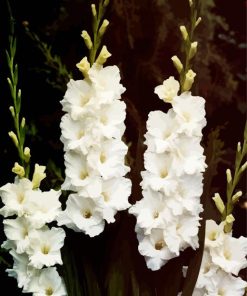 White Gladiola Flowers paint by numbers