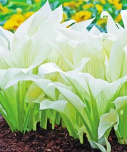White Hosta Leaves paint by number