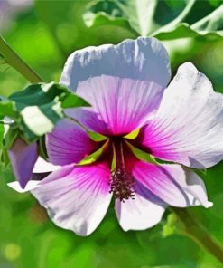 White Purple Hollyhock paint by number