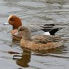 Wigeon Birds paint by number