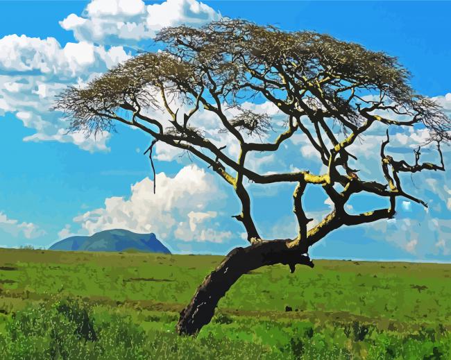 Wild Acacia Tree paint by number