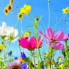 Wild Flower Meadow Plants paint by numbers