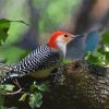 Beautiful Woodpecker Bird paint by number