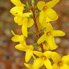 Yellow Forsythia Flowering Plant paint by numbers