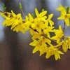 Yellow Forsythia Plant paint by numbers