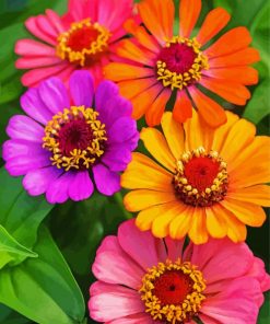 Zinnias Flowers paint by number