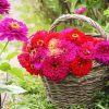 Zinnias Basket paint by number