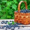 Cassis Basket paint by numbers