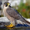 Falcon Bird Animal paint by numbers