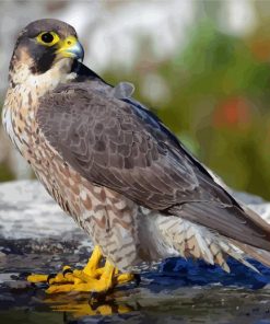 Falcon Bird Animal paint by numbers
