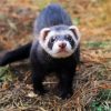 Furet Animal paint by numbers