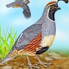 Gambel Bird Animal paint by numbers