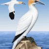 Gannet Birds paint by numbers