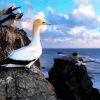 Gannet Birds Animals paint by numbers