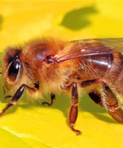 Aesthetic Honeybee paint by number