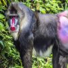 Mandrill Monkey Animal paint by numbers