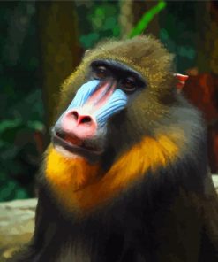 Animal Mandrill Monkey paint by numbers