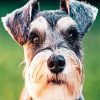 Aesthetic Schnauzer paint by number