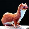 Aesthetic Weasel Animal paint by number
