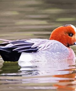 Aesthetic Wigeon Bird paint by number