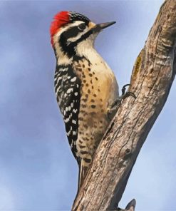 Aesthetic Woodpecker Bird paint by number